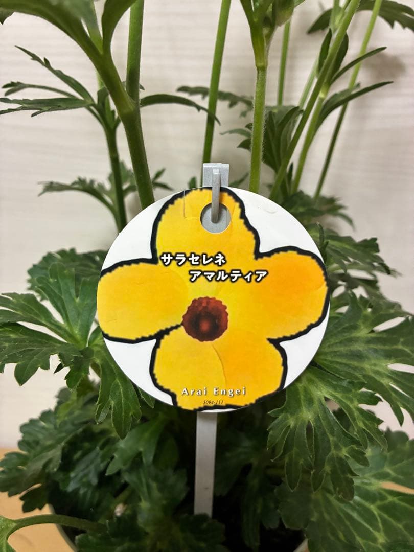 ラナンキュラスラックス　ランドセル　イーシス　エリス　ラゴス　アマルティア