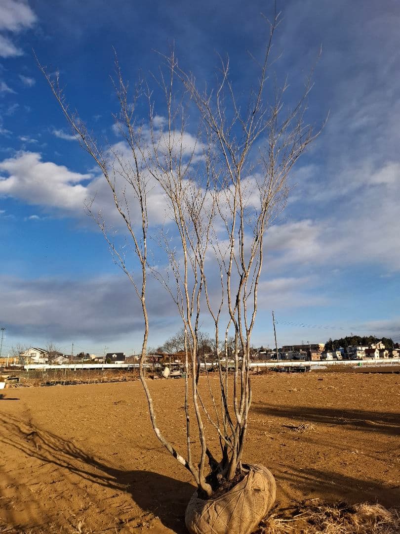 アオダモ　株立ち　山彩り　ーーアオハダ、モミジ、カエデーー