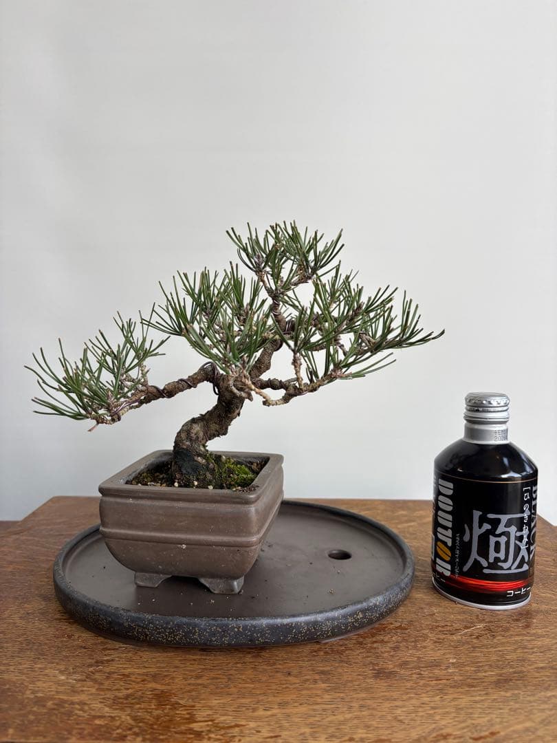 黒松　盆栽