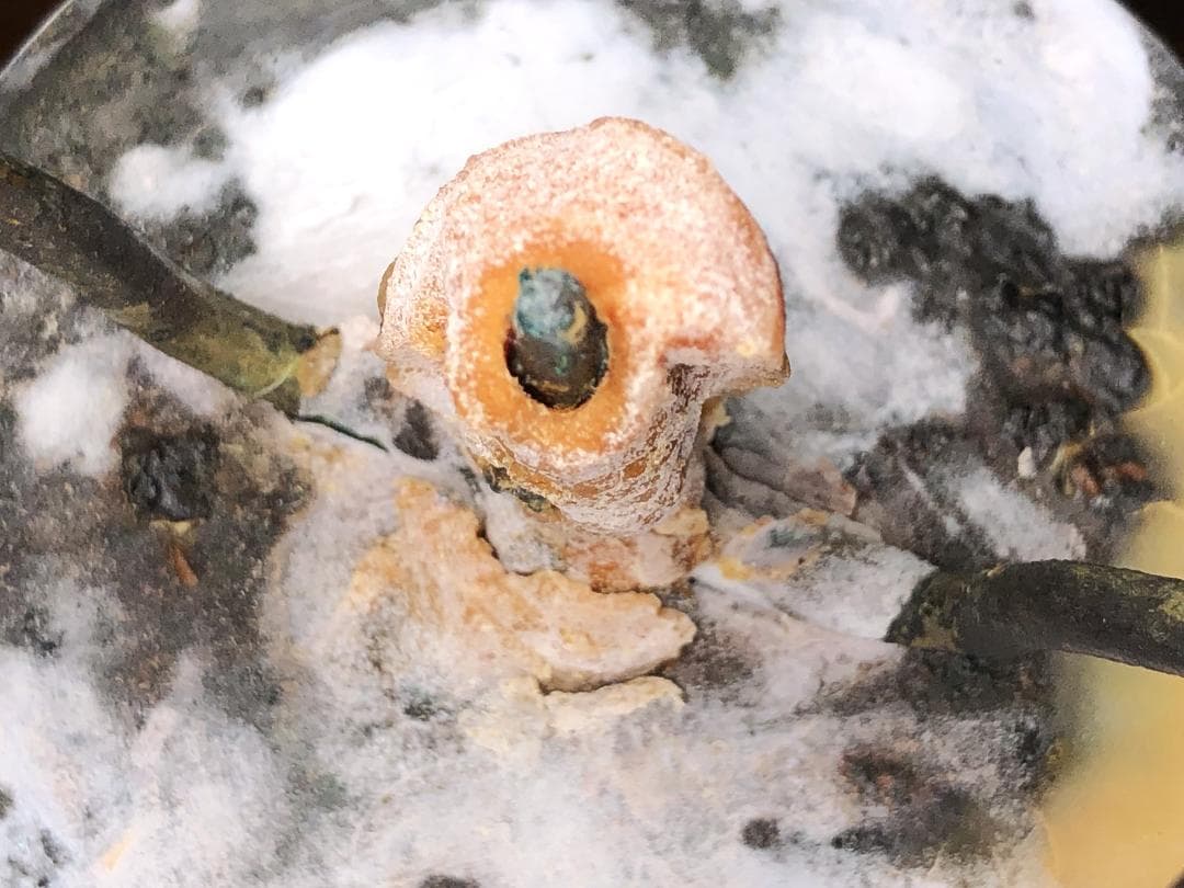 【 江戸期木製燭台 】　67.5ｃｍ　蝋燭残