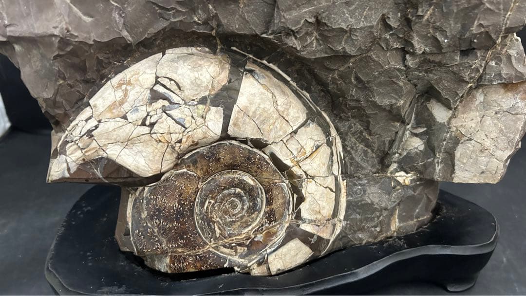 アンモナイト　化石　標本　置物