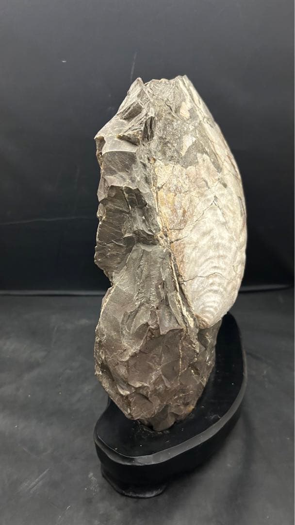 アンモナイト　化石　標本　置物