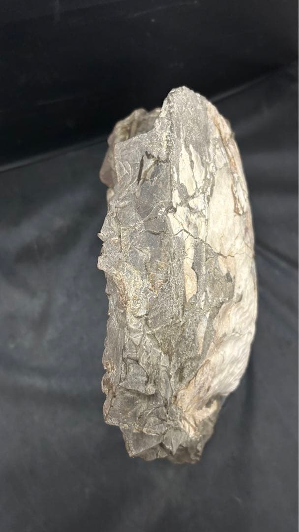 アンモナイト　化石　標本　置物