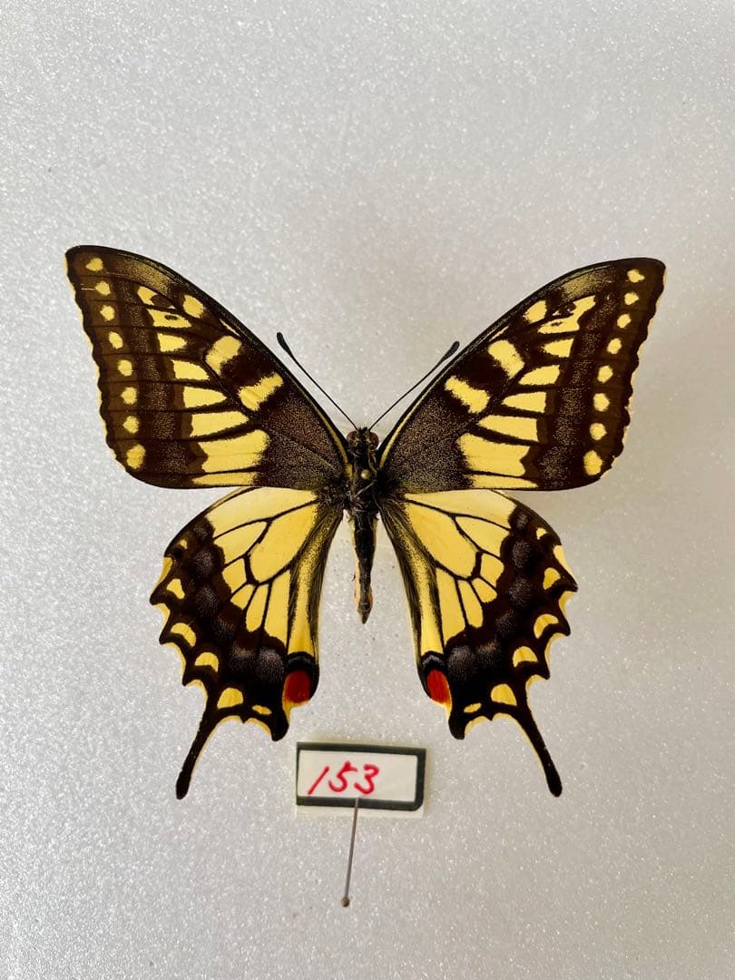 キアゲハ（1オス・中国/海南島産）