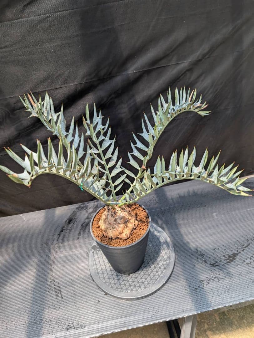 エンセファラルトス ホリダス スーパーブルー