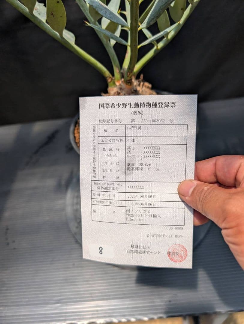 エンセファラルトス ホリダス スーパーブルー