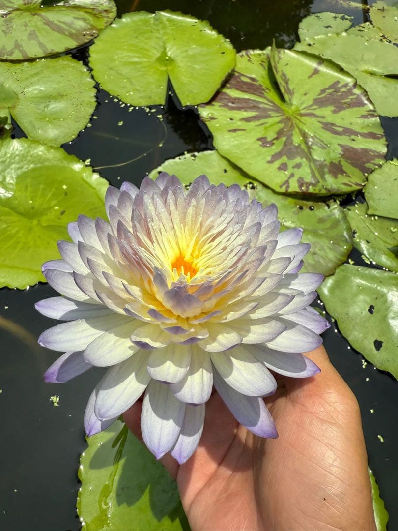 睡蓮の苗1個( ニンファエア・グリーン・スモーク ハイブリッド )