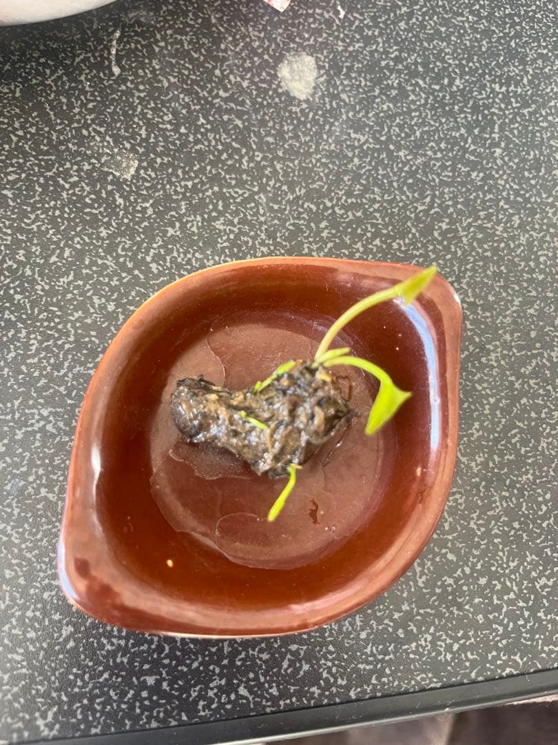 睡蓮の苗1個( ニンファエア・グリーン・スモーク ハイブリッド )