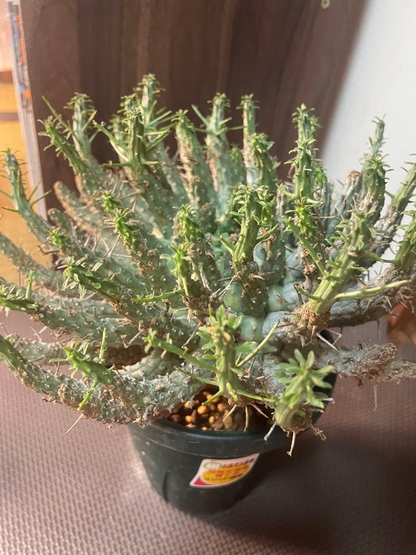 ユーフォルビアフスカ（大株）現地株　発根済み