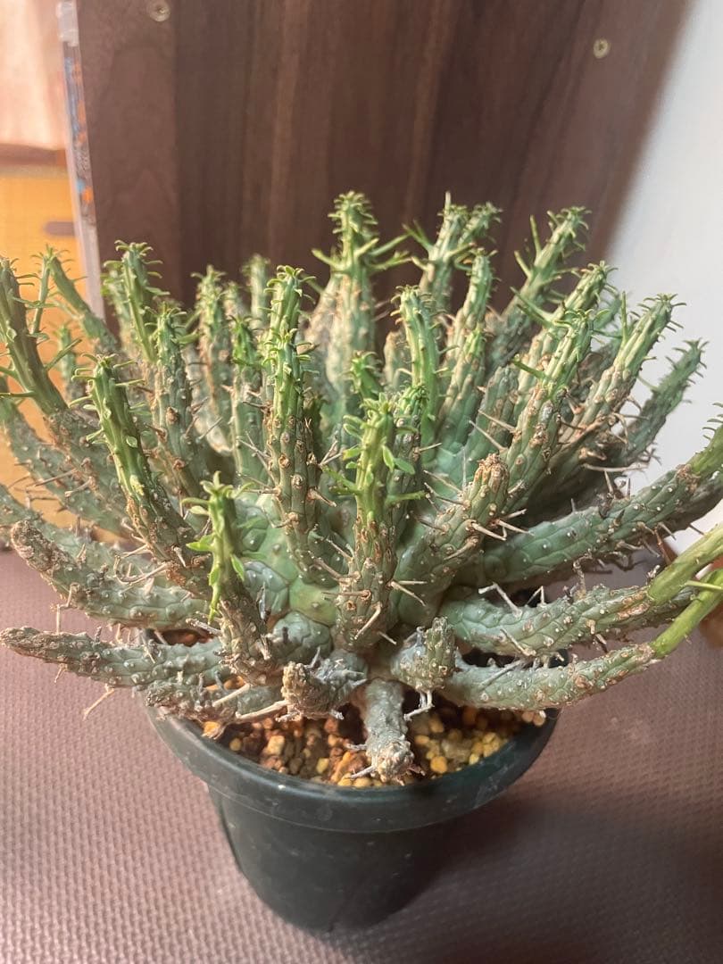 ユーフォルビアフスカ（大株）現地株　発根済み