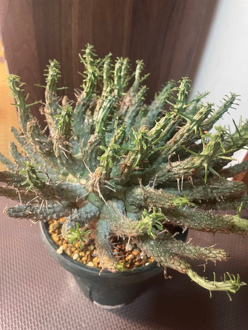 ユーフォルビアフスカ（大株）現地株　発根済み