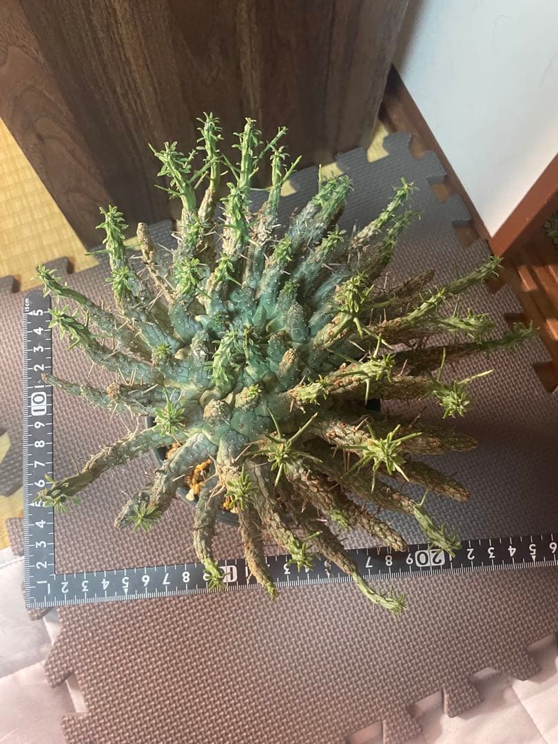 ユーフォルビアフスカ（大株）現地株　発根済み