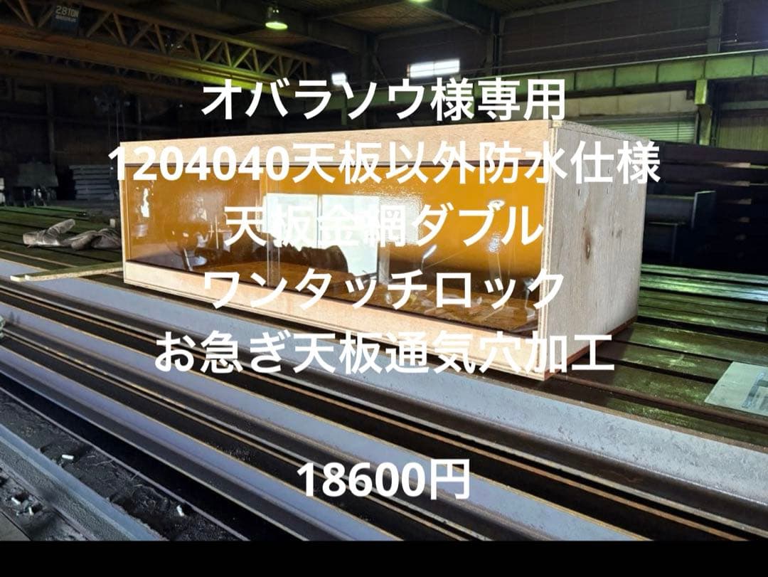 オバラソウ　お急ぎ1204040