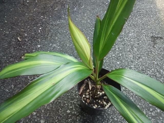 ドラセナキウイ　苗　リュウゼツラン 科　観葉植物　コルジリネ　コルディリネ