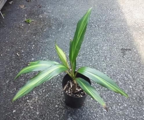 ドラセナキウイ　苗　リュウゼツラン 科　観葉植物　コルジリネ　コルディリネ