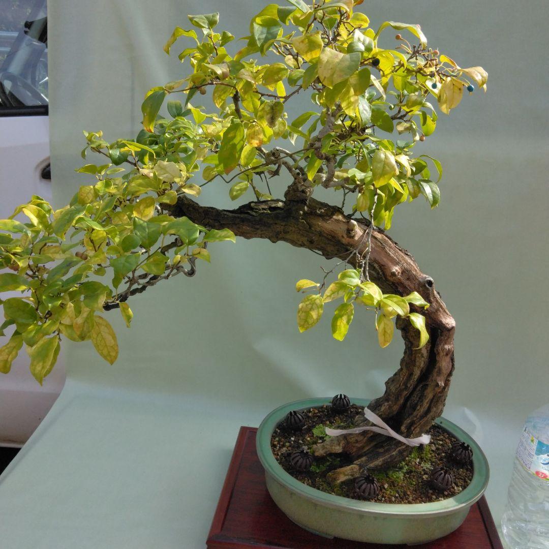 珍品瑠璃ビョウタン大品盆栽です圧巻太幹です。黒松、赤松、五葉松盆栽　引き取り限定