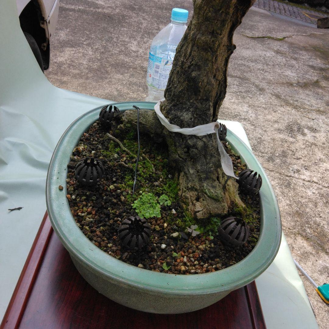 珍品瑠璃ビョウタン大品盆栽です圧巻太幹です。黒松、赤松、五葉松盆栽　引き取り限定