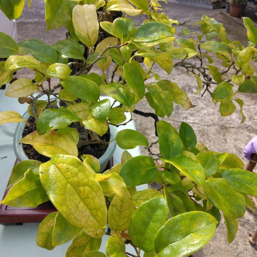 珍品瑠璃ビョウタン大品盆栽です圧巻太幹です。黒松、赤松、五葉松盆栽　引き取り限定