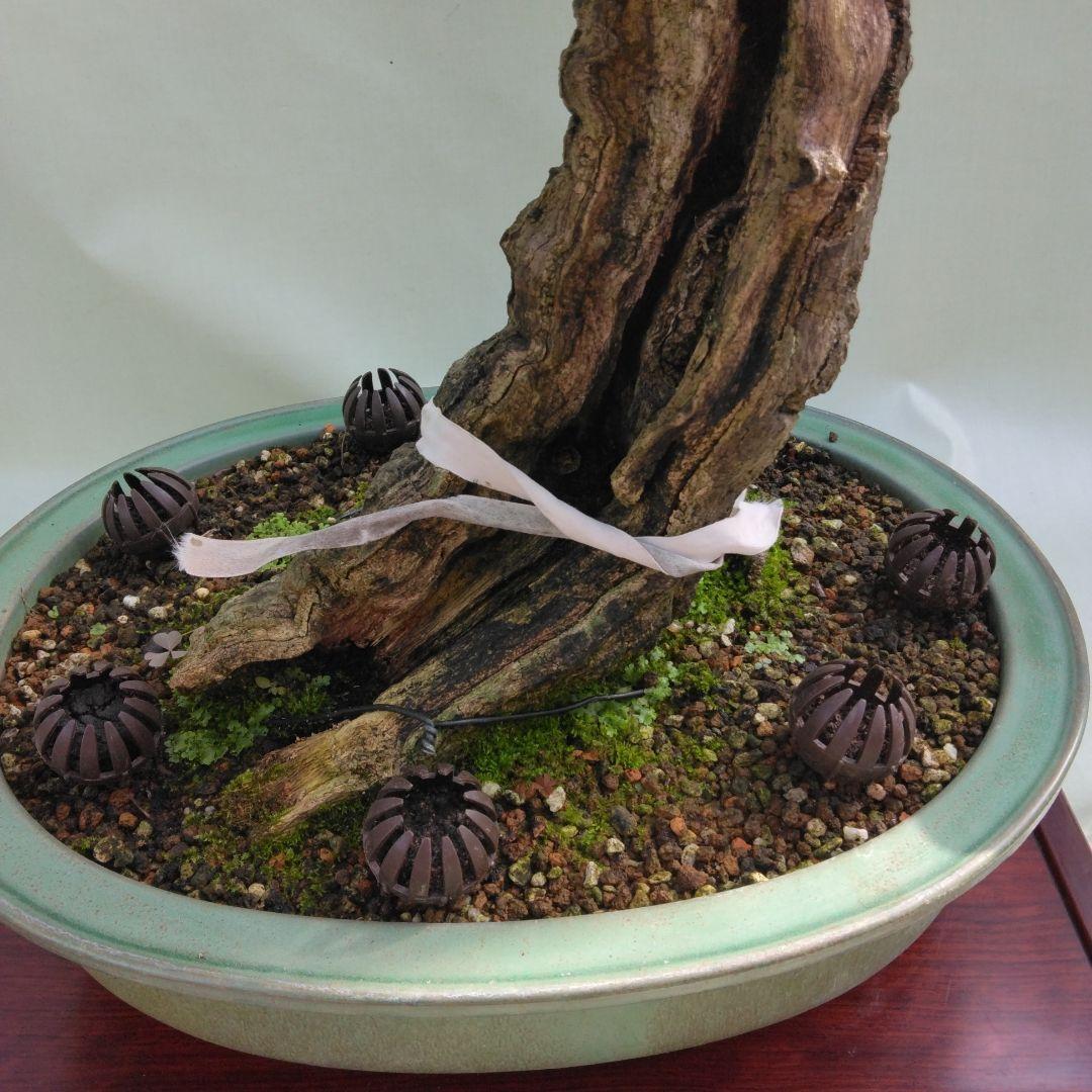 珍品瑠璃ビョウタン大品盆栽です圧巻太幹です。黒松、赤松、五葉松盆栽　引き取り限定