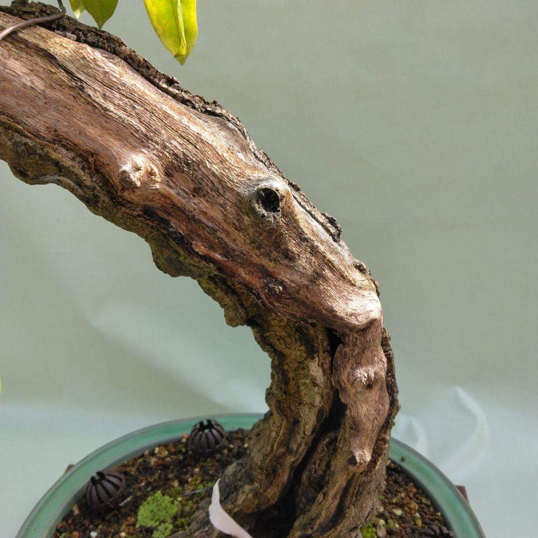 珍品瑠璃ビョウタン大品盆栽です圧巻太幹です。黒松、赤松、五葉松盆栽　引き取り限定