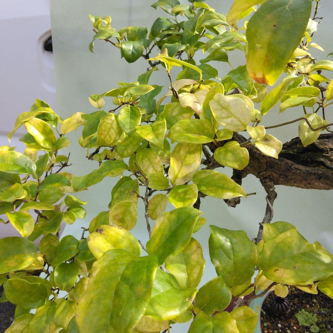 珍品瑠璃ビョウタン大品盆栽です圧巻太幹です。黒松、赤松、五葉松盆栽　引き取り限定