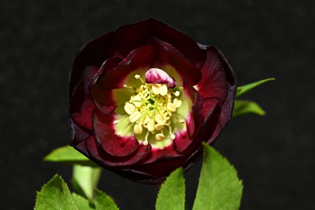 クリスマスローズ　認定！グロッシーカラー　グロスディープ紅白交配　加藤農園