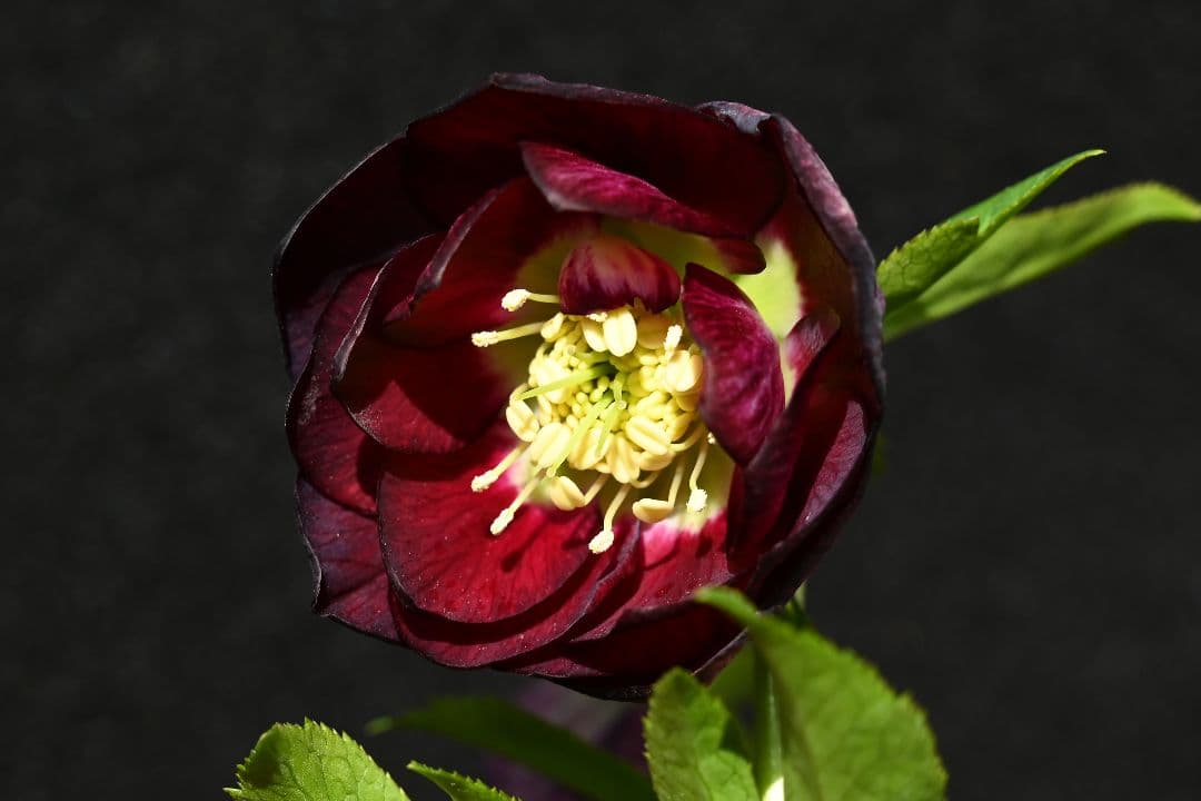 クリスマスローズ　認定！グロッシーカラー　グロスディープ紅白交配　加藤農園