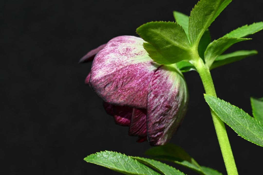 クリスマスローズ　認定！グロッシーカラー　グロスディープ紅白交配　加藤農園