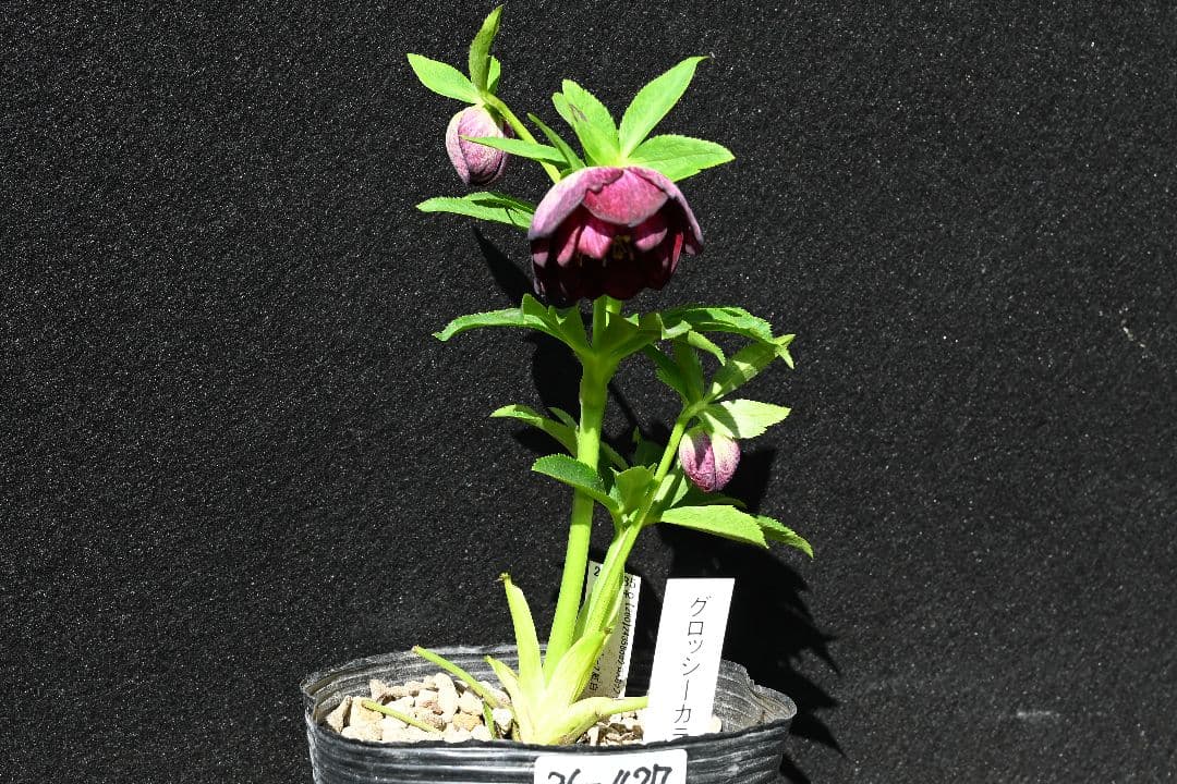 クリスマスローズ　認定！グロッシーカラー　グロスディープ紅白交配　加藤農園