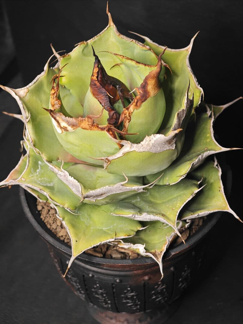親株出品 アガベ チタノタ 黒豹