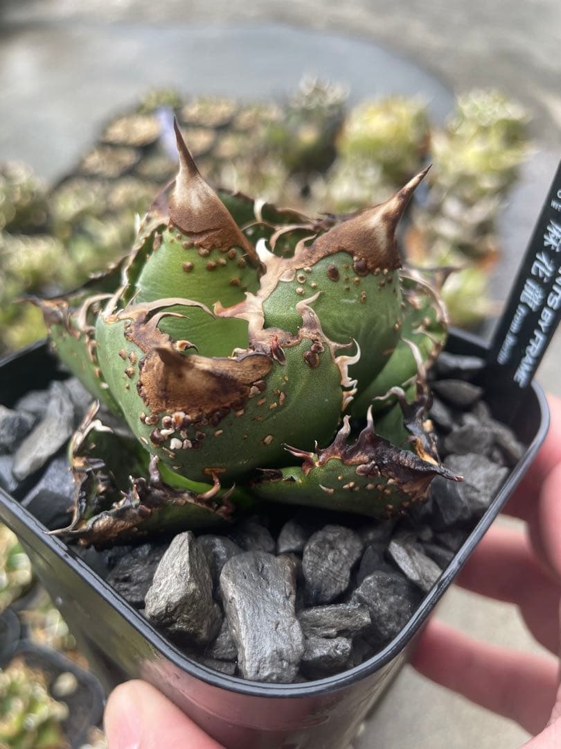 アガベ　チタノタ　麻花龍　子株