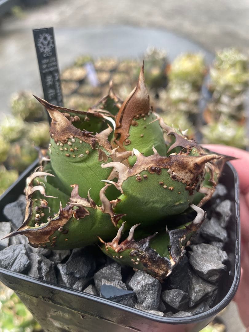 アガベ　チタノタ　麻花龍　子株