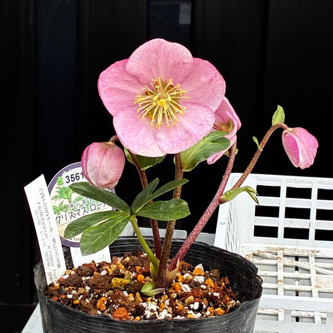 c*読様 3561☘️蕾花タグ付☘️希少品種☘️ロゼルミエール⭐️カラーチェンジ