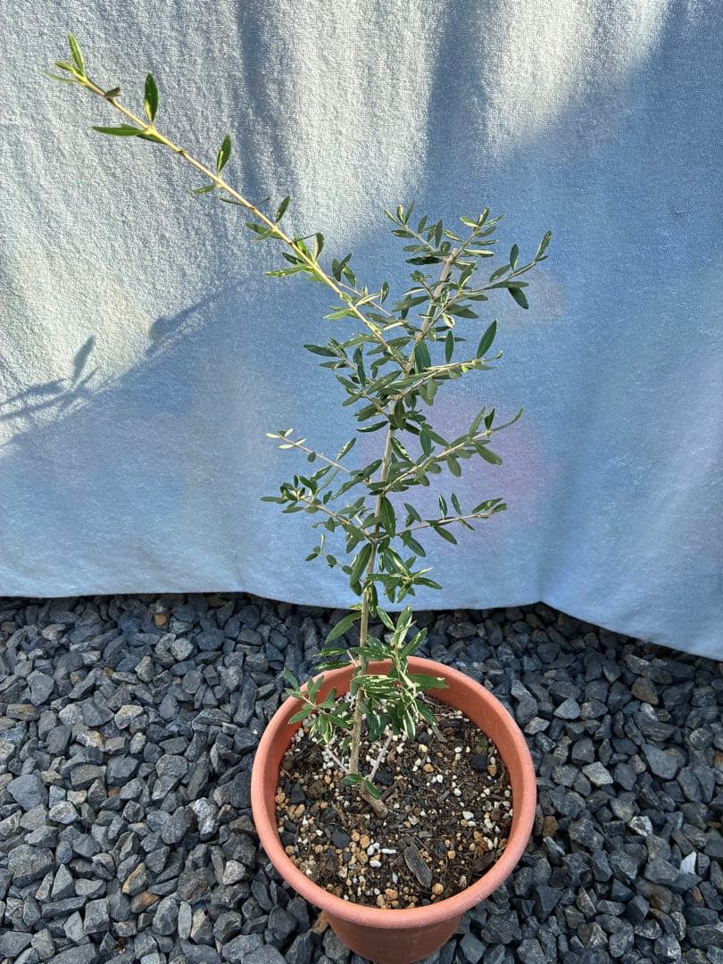 斑入りオリーブ　大苗