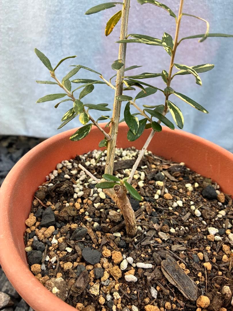 斑入りオリーブ　大苗