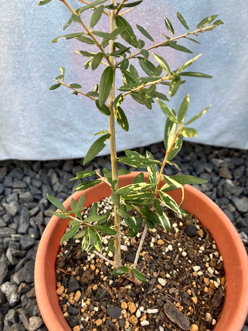 斑入りオリーブ　大苗