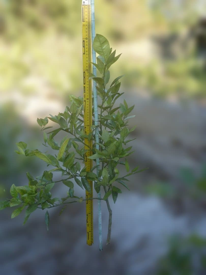 湘南ゴールド 果樹苗 約80cm