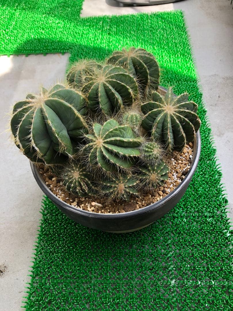 サボテン 英冠姫群生