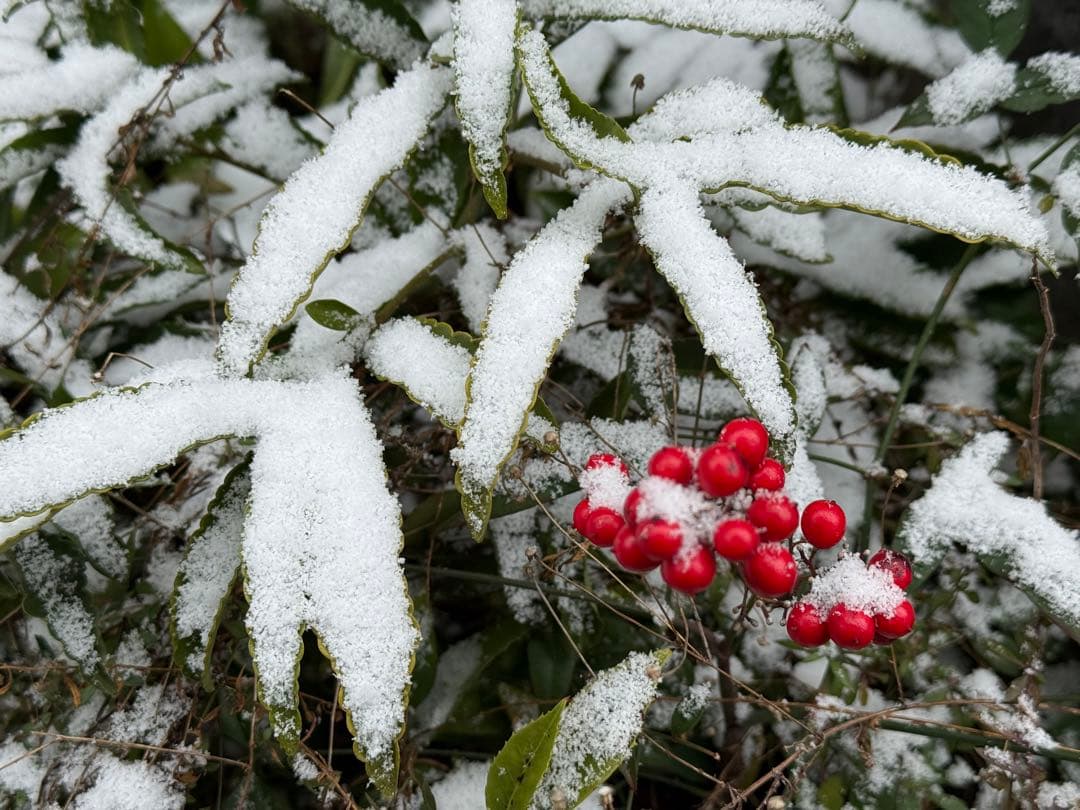 人気★珍しいモスグリーン★オールドバカラBACCARATエグランティエ♡野薔薇♡