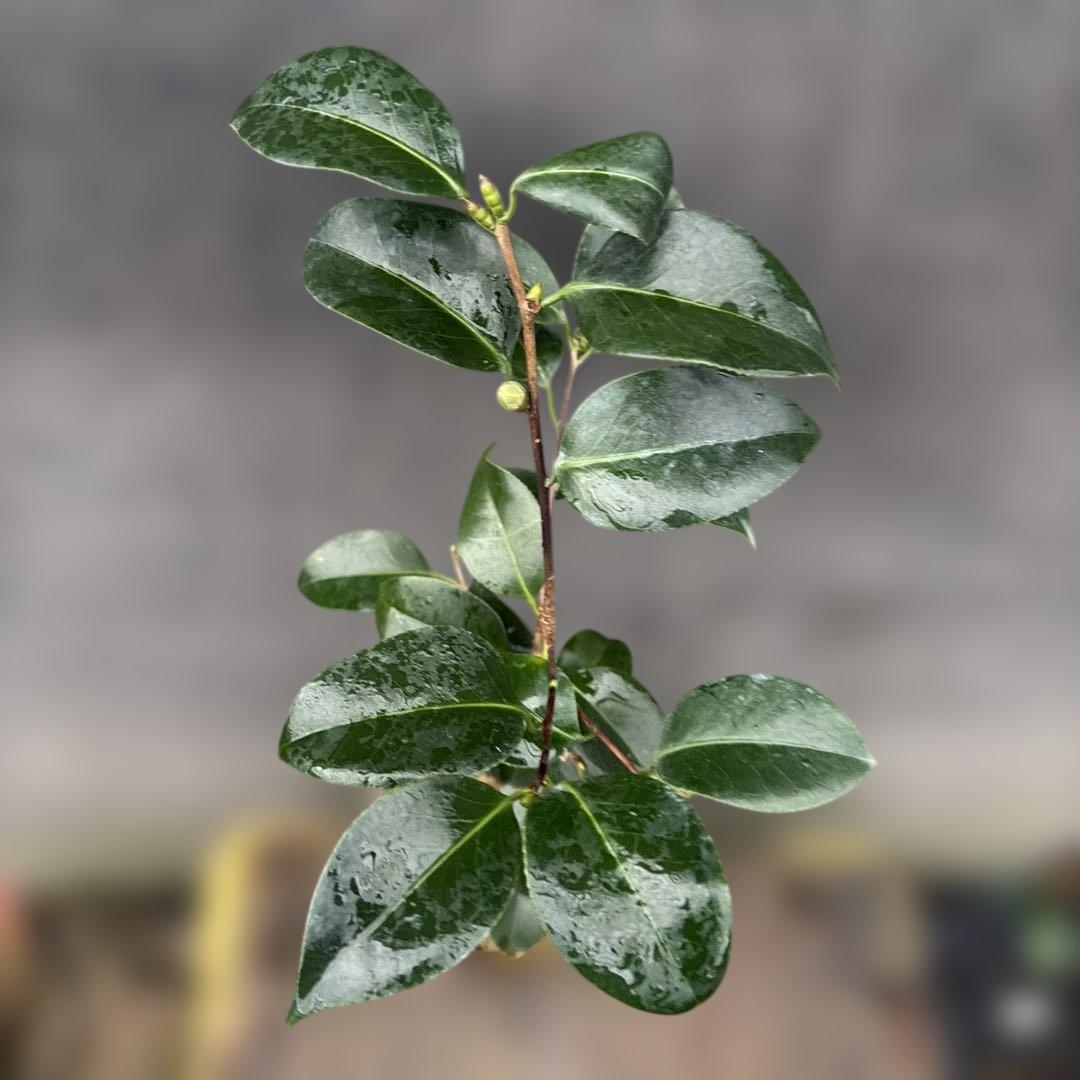 あ美　大社紫　此の糸　咲羽の誉3点セット