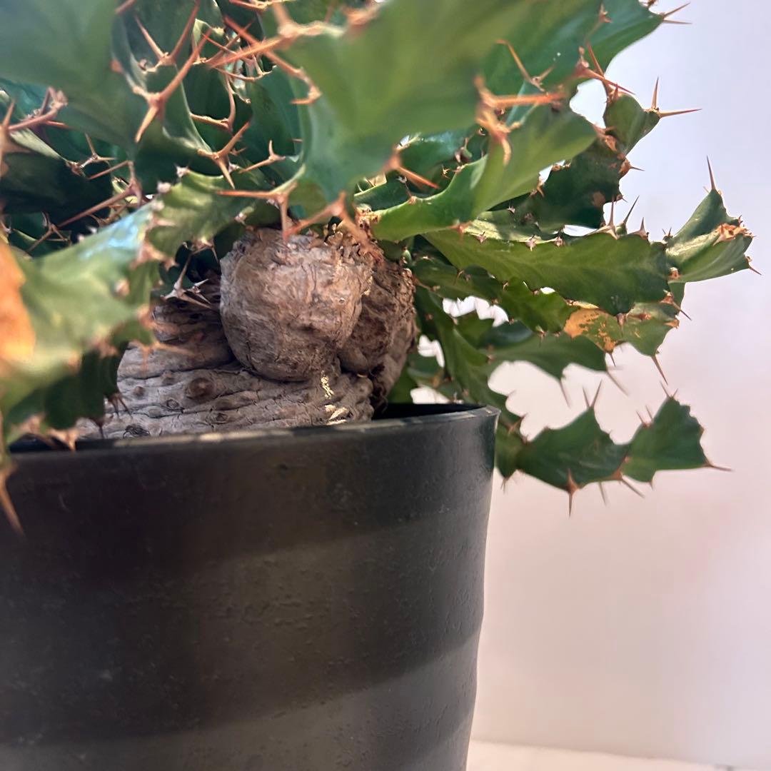 塊根植物:ユーフォルビア・クラビゲラ(現地球、発根済み)