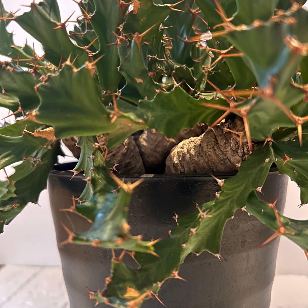 塊根植物:ユーフォルビア・クラビゲラ(現地球、発根済み)