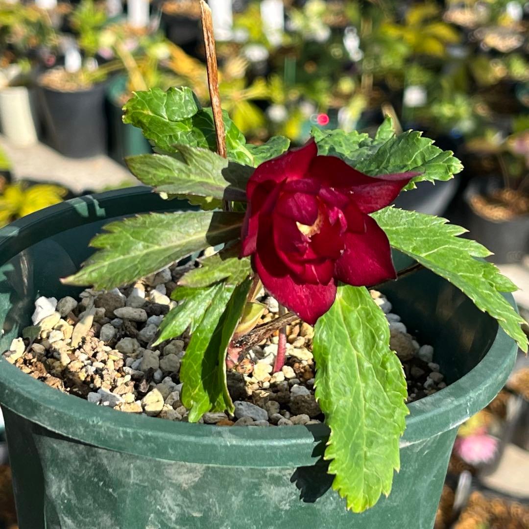 まらぎ ポット発送☘️ラスト☘️❤️セール❤️3154【❤️極上カラー❤️ミスティーク