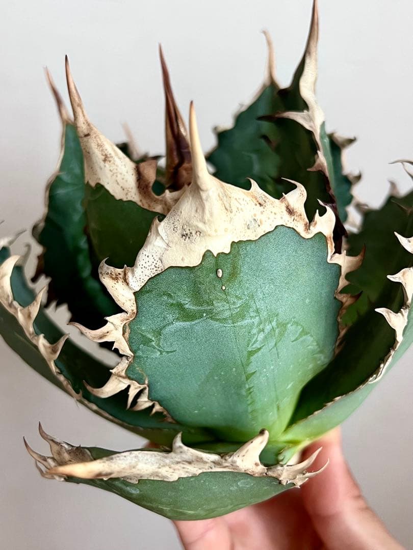 オアハカ オテロイ アガベ 現地球 agave oteroi