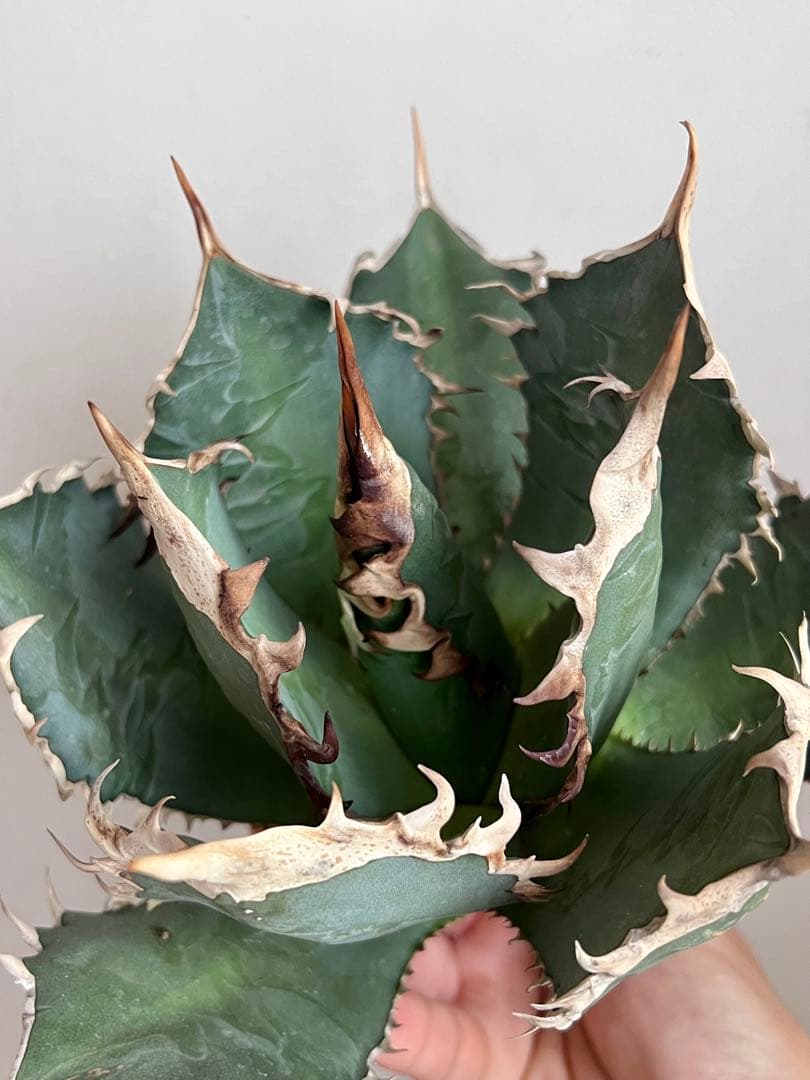 オアハカ オテロイ アガベ 現地球 agave oteroi