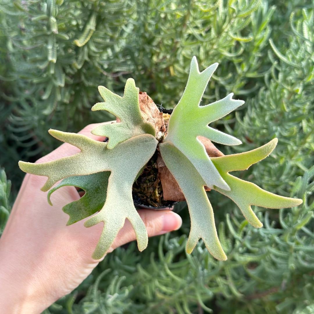 P. willinckii ’Jenny’ TC 2150