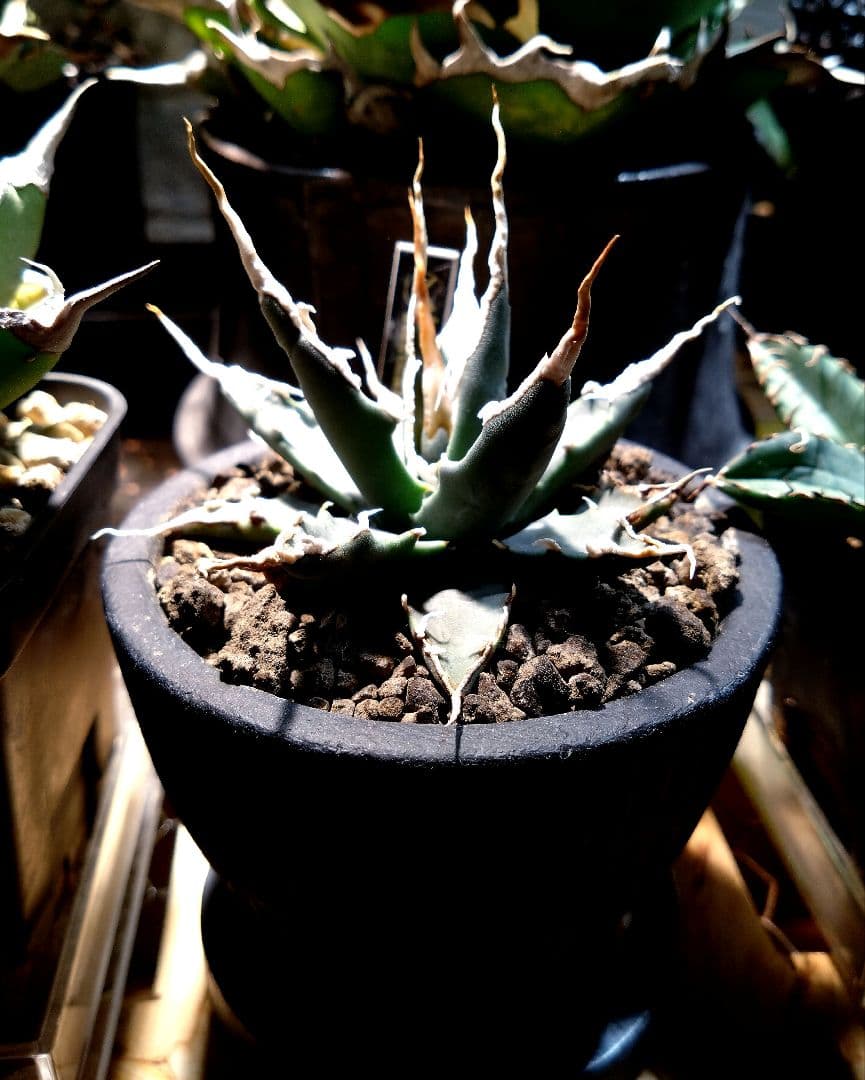 アガベ　ユタエンシス　エボリスピナ　実生　4年目　陽炎　選抜