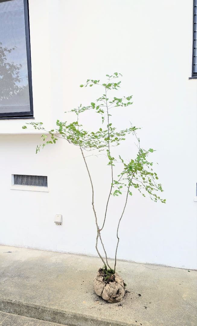 連休特価。山採りアオハダ。