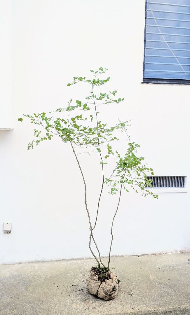 連休特価。山採りアオハダ。