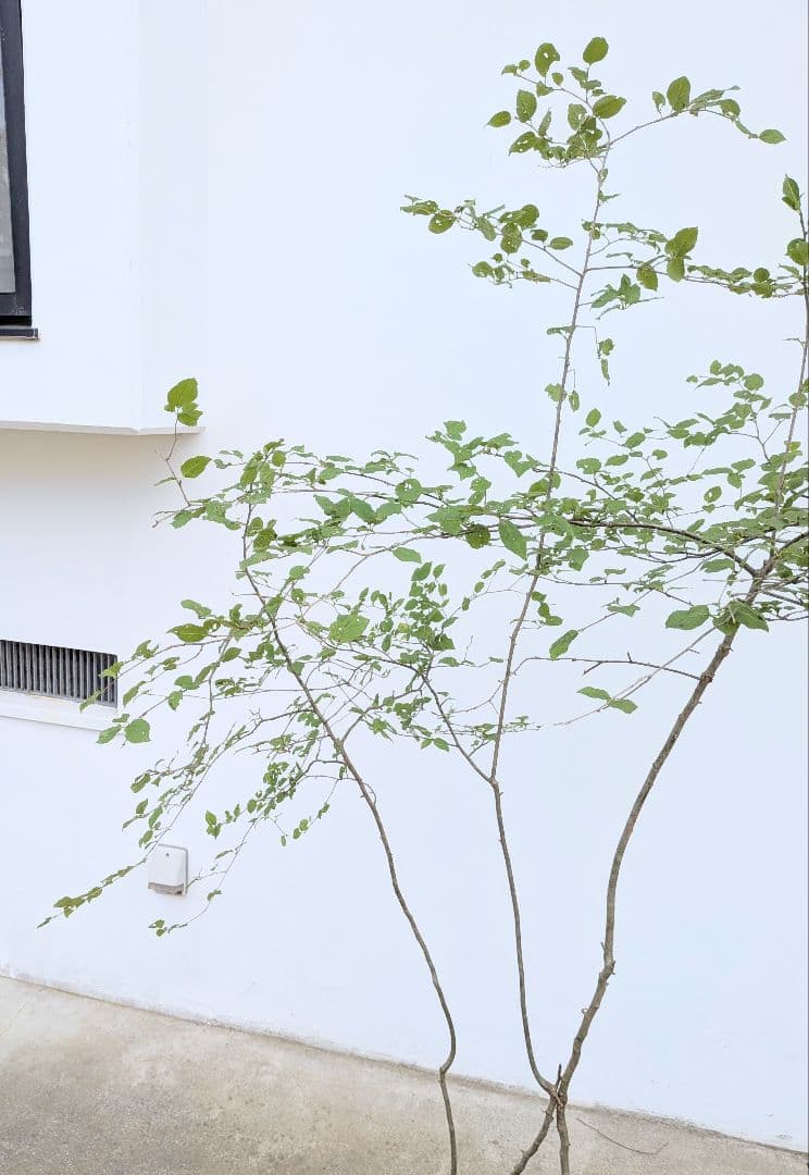 連休特価。山採りアオハダ。